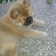 Pavleta Todorova avatar