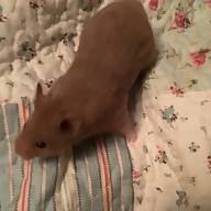 Designer Girl avatar