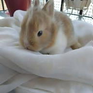 Ρανια Μοσχορειζη avatar