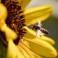 Zaida Guerrero avatar