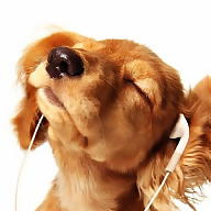 Никол Петрова avatar