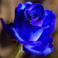 Ieva Lapinskaitė avatar