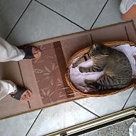 Francesca Cavaleri avatar