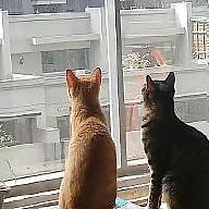 Chen Hsiang Chieh avatar