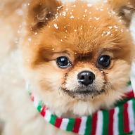 Ana  Alves Sator avatar