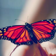 Полина Стаменова avatar