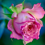 شف.  ساره 🇮🇶🔪🤫 avatar