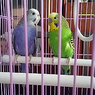 Nyulas Orsolya Kincső avatar