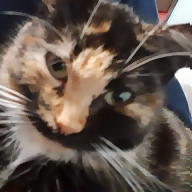 Justin Muehler avatar