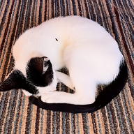 Aaron Nerjahu Alhonen avatar