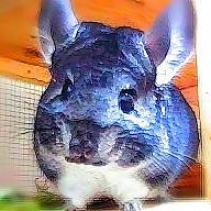 Jennifer Rhea avatar