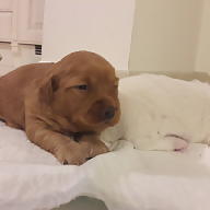 Massimo Caporaletti avatar