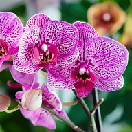 Urszula Przybyla avatar