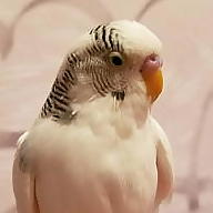 Николь Ким avatar