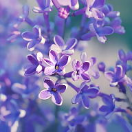 Julia Suchorzyńska avatar