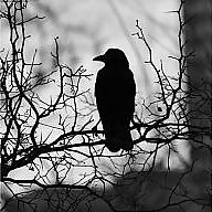 Amelia Sławińska avatar