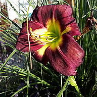 Daniela Kupfer avatar