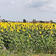 Laila Orlandini avatar