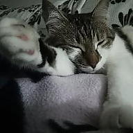 Kaszka Z Mleczkiem avatar